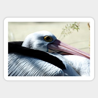 Pelican Eye Sticker